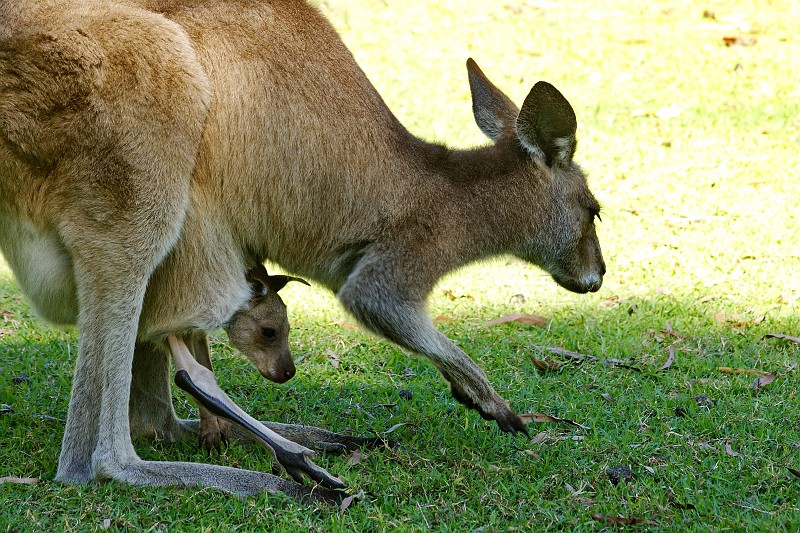 2009-11-06 22-04-08_7.jpg - Kängurumama am "Woodgate Beach"